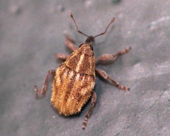 Trichosirocalus troglodytes