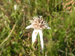 Rhynchospora latifolia