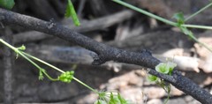 Commicarpus scandens