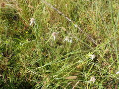 Rhynchospora latifolia