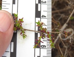 Galium nuttallii nuttallii