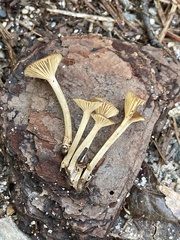 Pseudoarmillariella ectypoides