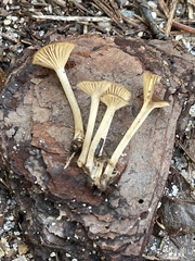 Pseudoarmillariella ectypoides
