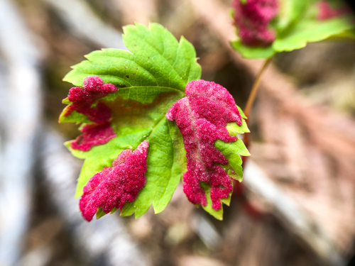 Rocky Mountain Maple Felt Mite