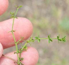 Galium nuttallii nuttallii