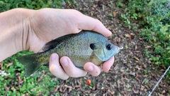 Lepomis macrochirus