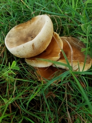 Gyroporaceae