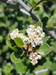 Ceanothus megacarpus insularis