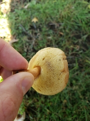 Gyroporaceae