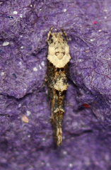 Mompha murtfeldtella