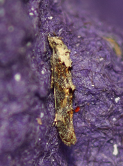 Mompha murtfeldtella