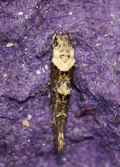 Mompha murtfeldtella