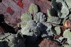 Arctotis rotundifolia