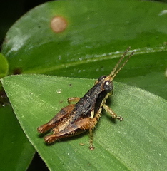 Eujivarus meridionalis