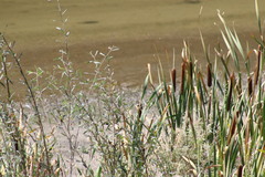 Typha