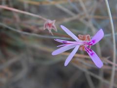 Pelargonium coronopifolium