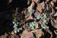 Arctotis rotundifolia