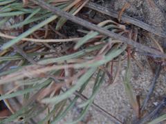 Pelargonium coronopifolium