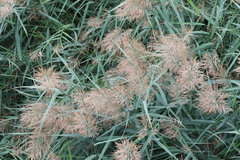 Phragmites australis