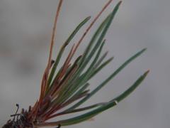 Pelargonium coronopifolium