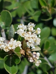 Ceanothus megacarpus insularis