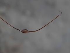 Pelargonium coronopifolium