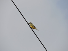 Tyrannus melancholicus