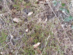 Galium nuttallii nuttallii