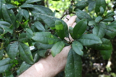 Acronychia pubescens