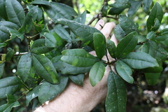 Acronychia pubescens