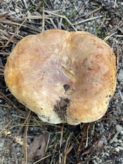 Lactifluus glaucescens