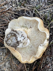 Lactifluus glaucescens