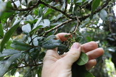 Acronychia pubescens