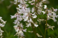 Astragalus robbinsii