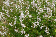 Astragalus robbinsii