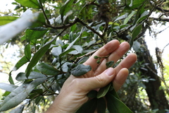 Acronychia pubescens