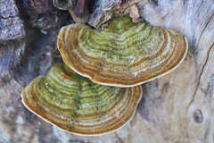 Trametes polyzona