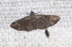 Mnesiloba eupitheciata