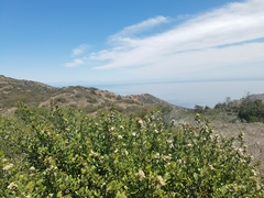 Ceanothus megacarpus insularis