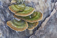 Trametes polyzona