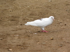 Columba livia