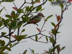 Pyrocephalus rubinus