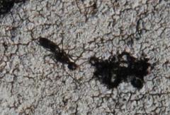 Anoplolepis steingroeveri