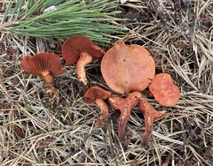 Cortinarius harrisonii
