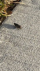 Chalcophora virginiensis