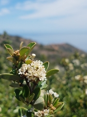 Ceanothus megacarpus insularis