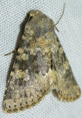 Polymixis dubia