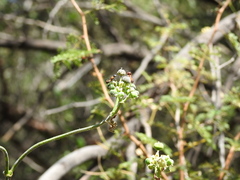 Euphorbia heterophylla