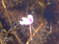 Utricularia purpurea image
