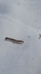 Caloptilia azaleella